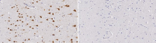Anti-NeuN purified Antibody from guinea pig, purified by affinity chromatography