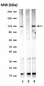 Anti-phospho-STAT2 (Tyr689) Antibody Upstate&#174;, from rabbit