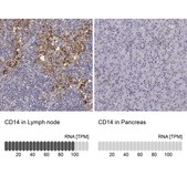 Anti-CD14 antibody produced in rabbit Prestige Antibodies&#174; Powered by Atlas Antibodies, affinity isolated antibody, buffered aqueous glycerol solution