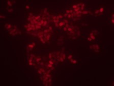 Enterococcus faecium FISH probe - Cy3 Probe for fluorescence in situ hybridization (FISH), 20&#181;M in water