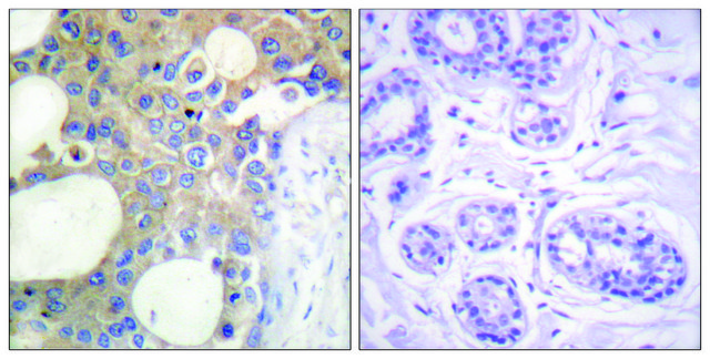 Anti-CD227 antibody produced in rabbit affinity isolated antibody