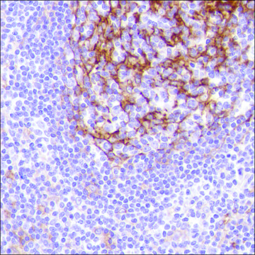 Anti-CD14 antibody, Rabbit monoclonal recombinant, expressed in proprietary host, clone SP192, affinity isolated antibody