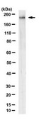 Anti-POLR2A Antibody, clone 1F5 clone 1F5, from rat