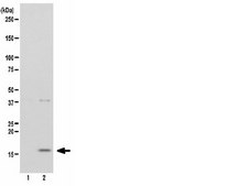 Anti-phospho-CENP-A (Ser7) Antibody, clone NL41, rabbit monoclonal culture supernatant, clone NL41, Upstate&#174;