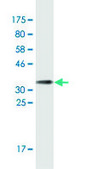 Monoclonal Anti-CDC25C antibody produced in mouse clone 3B11, ascites fluid