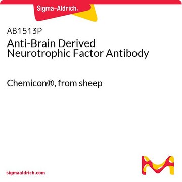 Anti-Brain Derived Neurotrophic Factor Antibody Chemicon&#174;, from sheep