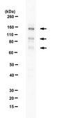 Anti-E3 ubiquitin-protein ligase RNF31 from rabbit, purified by affinity chromatography