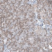 Monoclonal Anti-GLS2 antibody produced in mouse Prestige Antibodies&#174; Powered by Atlas Antibodies, clone CL7716, purified immunoglobulin, buffered aqueous glycerol solution