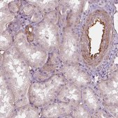 Monoclonal Anti-FLT1 antibody produced in mouse Prestige Antibodies&#174; Powered by Atlas Antibodies, clone CL0344, purified immunoglobulin, buffered aqueous glycerol solution