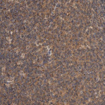 Anti-PKN1 antibody produced in rabbit Prestige Antibodies&#174; Powered by Atlas Antibodies, affinity isolated antibody, buffered aqueous glycerol solution