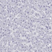 Anti-ARR3 antibody produced in rabbit Prestige Antibodies&#174; Powered by Atlas Antibodies, affinity isolated antibody