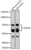 Anti-SOX10 Antibody, clone 3Y3P1, Rabbit Monoclonal
