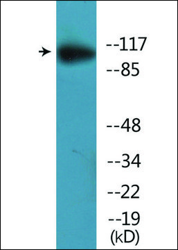 Anti-phospho-MER/SKY (pTyr749/681) antibody produced in rabbit affinity isolated antibody