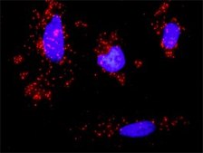 ANTI-RUNX1 antibody produced in mouse clone 3A1, purified immunoglobulin, buffered aqueous solution