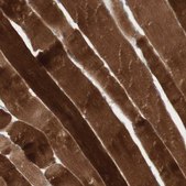 Anti-JPH1 antibody produced in rabbit Ab1, Prestige Antibodies&#174; Powered by Atlas Antibodies, affinity isolated antibody, buffered aqueous glycerol solution