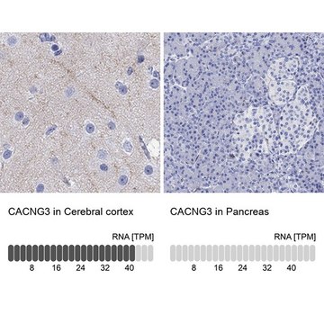 Anti-CACNG3 antibody produced in rabbit Prestige Antibodies&#174; Powered by Atlas Antibodies, affinity isolated antibody, buffered aqueous glycerol solution