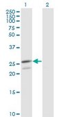 Monoclonal Anti-PRDX3 antibody produced in mouse clone 1E3-B2, purified immunoglobulin, buffered aqueous solution