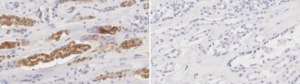 Anti-EGF Antibody, clone 2G3 ZooMAb&#174; Rabbit Monoclonal recombinant, expressed in HEK 293 cells