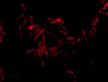 Alphaproteobacteria FISH probe-Cy3 Probe for fluorescence in situ hybridization (FISH), 20&#160;&#956;M in water
