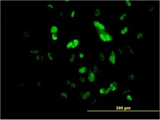 Monoclonal Anti-FOXA2 antibody produced in mouse clone 1C7, purified immunoglobulin, buffered aqueous solution