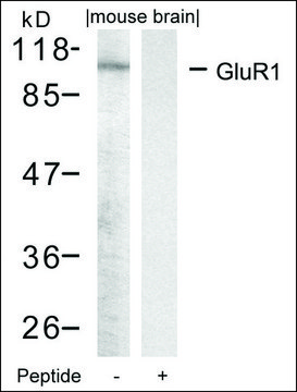 Anti-GRIA1 (Ab-849) antibody produced in rabbit affinity isolated antibody