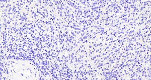 Anti-VAV3 antibody produced in goat affinity isolated antibody, buffered aqueous solution