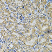 Anti-HSP90AB1 antibody produced in rabbit