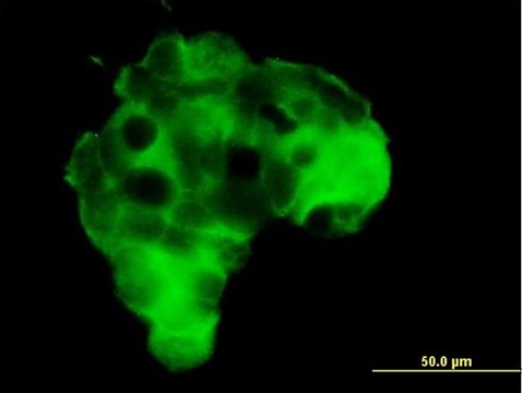Anti-GRM2 antibody produced in mouse purified immunoglobulin, buffered aqueous solution