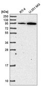 Anti-ADAM17 antibody produced in rabbit Prestige Antibodies&#174; Powered by Atlas Antibodies, affinity isolated antibody