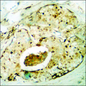 Anti-phospho-Smad3 (pSer204) antibody produced in rabbit affinity isolated antibody