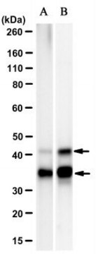 Anti-Syntaxin 5 Antibody, clone 18C8