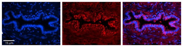 Anti-PRDX3 antibody produced in rabbit affinity isolated antibody