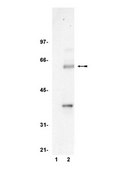Anti-TCF-4 Antibody, clone 6H5-3 clone 6H5-3, Upstate&#174;, from mouse