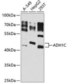 Anti-ADH1C antibody produced in rabbit
