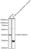 Anti-PDK1/PDHK1 Antibody, clone 5T6S8, Rabbit Monoclonal