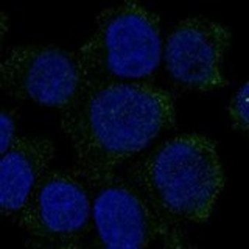 Anti-HBZ antibody produced in rabbit Prestige Antibodies&#174; Powered by Atlas Antibodies, affinity isolated antibody, buffered aqueous glycerol solution