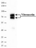 Vitronectin human recombinant, expressed in HEK 293 cells, &#8805;95% (SDS-PAGE), &#8805;95% (HPLC), suitable for cell culture