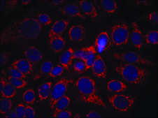 Anti-phospho-ERBB2 (pTyr1248) antibody produced in rabbit affinity isolated antibody