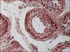 Monoclonal Anti-&#946;-Tubulin I antibody produced in mouse clone SAP.4G5, ascites fluid