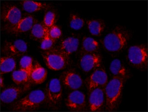 Anti-Acetylcholinesterase (AChE) antibody produced in rabbit IgG fraction of antiserum, buffered aqueous solution