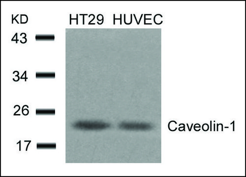 Anti-CAV1 (Ab-14) antibody produced in rabbit affinity isolated antibody