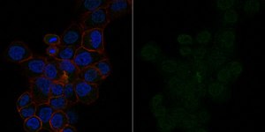 Anti-Partitioning-defective 3 Antibody, Alexa Fluor&#8482; 488 Conjugate from rabbit, ALEXA FLUOR&#8482; 488