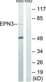 Anti-EPN3 antibody produced in rabbit affinity isolated antibody