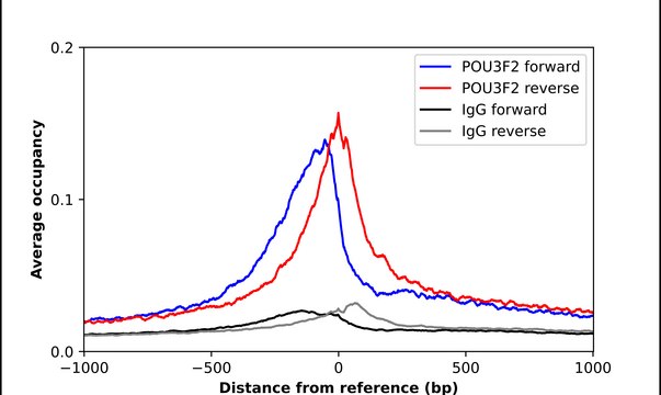 Anti-POU3F2 antibody produced in rabbit Prestige Antibodies&#174; Powered by Atlas Antibodies, affinity isolated antibody