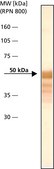 Anti-Desmin antibody produced in rabbit whole antiserum