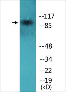 Anti-phospho-VAV1 (pTyr174) antibody produced in rabbit affinity isolated antibody