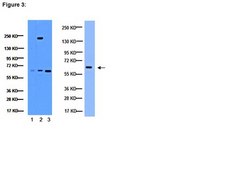 ChIPAb+ NF&#954;B p65 (RelA) - ChIP Validated Antibody and Primer Set from mouse
