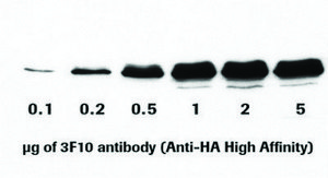 Anti-HA High Affinity from rat IgG1