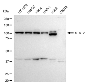 Anti STAT2 Antibody, clone 24GB2095, Rabbit Monoclonal clone 24GB2095, recombinant rabbit monoclonal, expressed in HEK293 cells