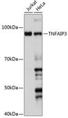 Anti-TNFAIP3 antibody produced in rabbit